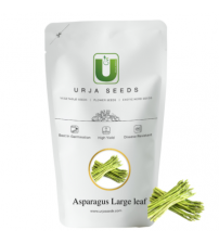 Asparagus Large Leaf 25 grams